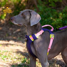 Pet chest sling Explosion-proof punch dog sling Dog leash dog rope pet supplies - AN6-purple-M