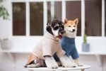 Touchdog 'Modress' Fashion Designer Dog Sweater and Dress - Blue - Large