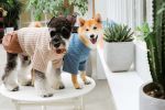 Touchdog 'Modress' Fashion Designer Dog Sweater and Dress - Blue - Large